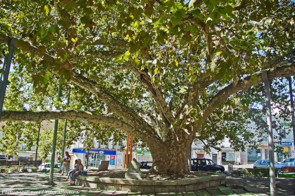 Plátano do Rossio Portalegre Portugalia